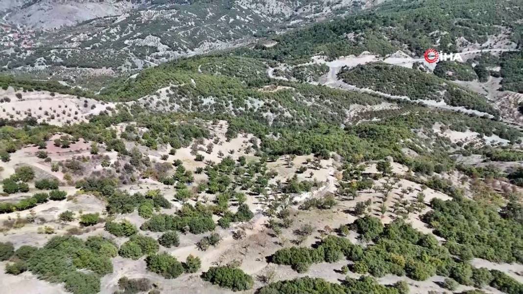 Aylarca depolarda bekletildi: Şimdi tezgahları süsleyecek! Ankara armudunun ilginç yolculuğu şaşırttı 20